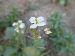 Diplotaxis erucoides, photograph (c) Emily Nyenyedzi Davies, some rights reserved (CC BY)