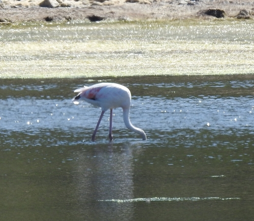 Greater Flamingo
