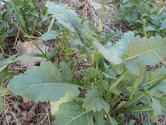 Diplotaxis erucoides, photograph (c) Emily Nyenyedzi Davies, some rights reserved (CC BY)