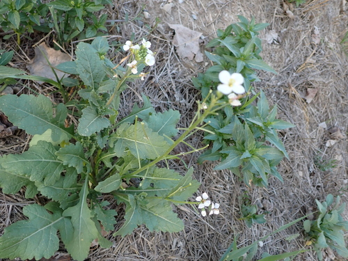 Diplotaxis erucoides, photograph 4