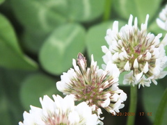 Draeculacephala constricta