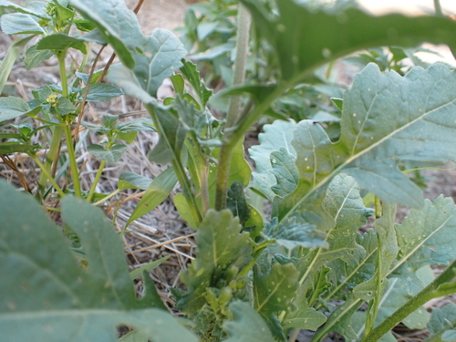 Diplotaxis erucoides, photograph 5