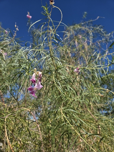 desert willow