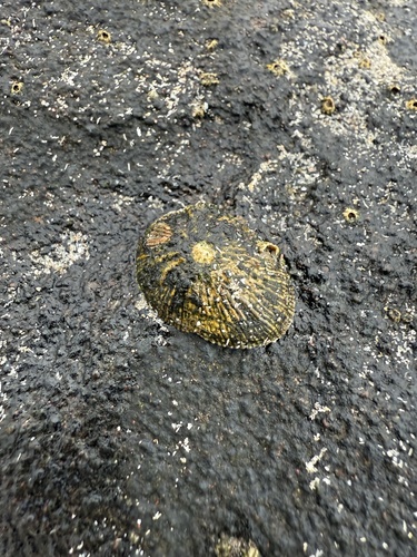 Striped false limpet