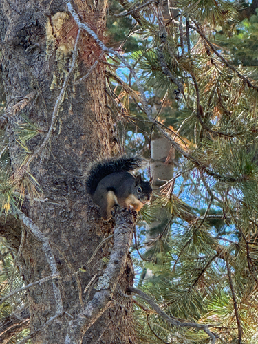 Douglas's Squirrel