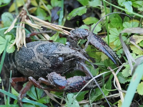 Red Swamp Crayfish