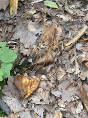 Epifagus virginiana, photograph (c) Sinéad Tuttle-Lerner, some rights reserved (CC BY)