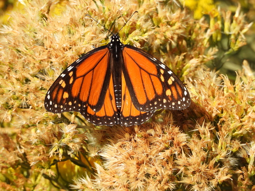 Monarch