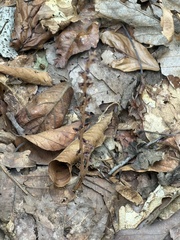 (c) Sinéad Tuttle-Lerner, some rights reserved (CC BY) Epifagus virginiana, photograph (c) Sinéad Tuttle-Lerner, some rights reserved (CC BY)