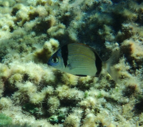 Common Two-banded Seabream