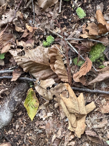 Epifagus virginiana, photograph 3