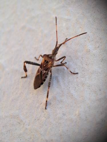 Western Conifer Seed Bug