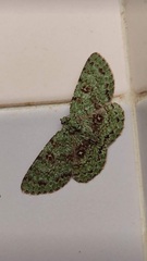 Ophthalmitis herbidaria