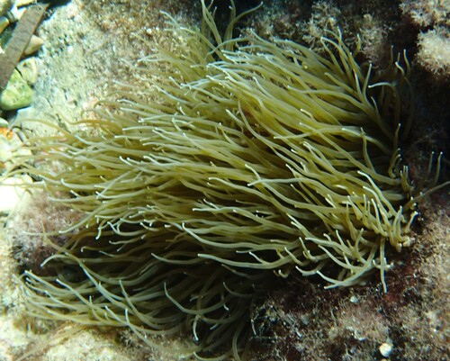 snakelocks anemone