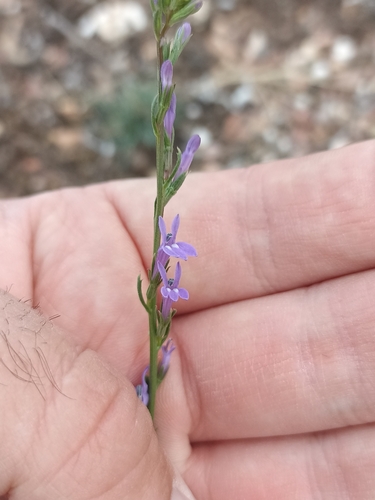 Heath Lobelia