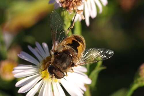 Eurasian Drone Fly