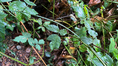 Rubus ursinus