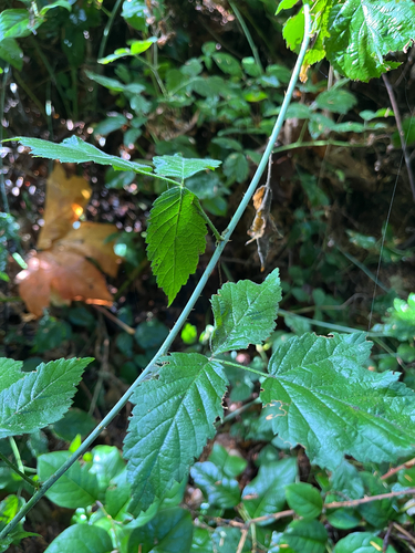 Rubus ursinus, photograph 2