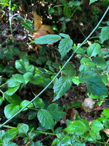 Rubus ursinus, photograph 1