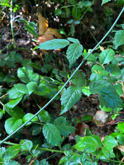 Rubus ursinus, photograph (c) benned-h, some rights reserved (CC BY-SA)