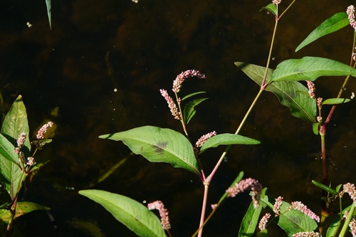 pale smartweed