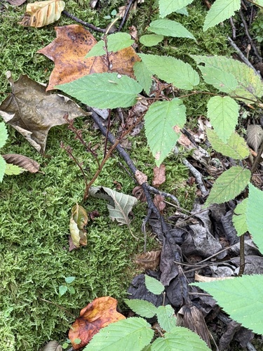 Epifagus virginiana, photograph 2