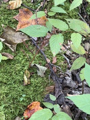 (c) Sinéad Tuttle-Lerner, some rights reserved (CC BY) Epifagus virginiana, photograph (c) Sinéad Tuttle-Lerner, some rights reserved (CC BY)
