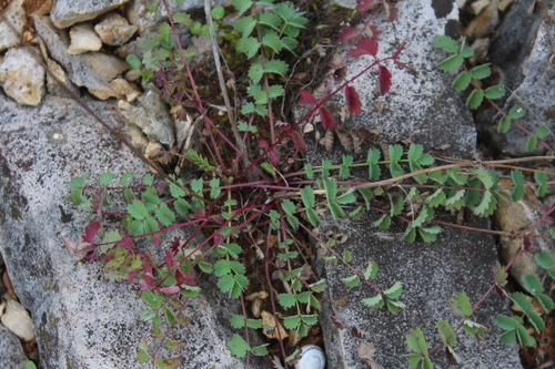 Salad Burnet