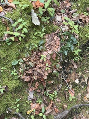 Epigaea repens, photograph (c) Sinéad Tuttle-Lerner, some rights reserved (CC BY)