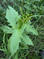 Erechtites hieraciifolius, photograph (c) Cherrie Corey, some rights reserved (CC BY)