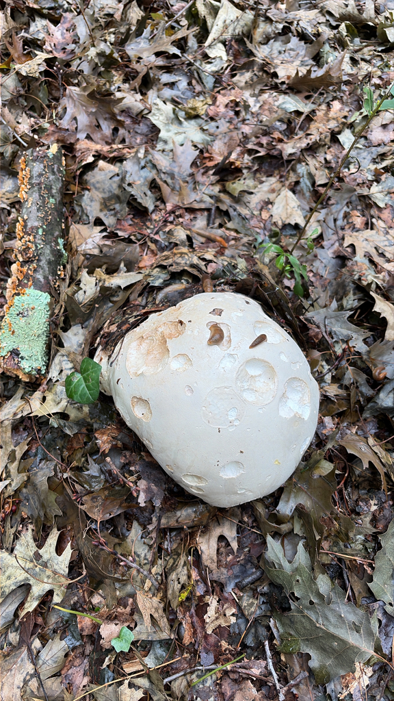 giant puffball · September 2026 · photo: Photo: no rights reserved · iNaturalist