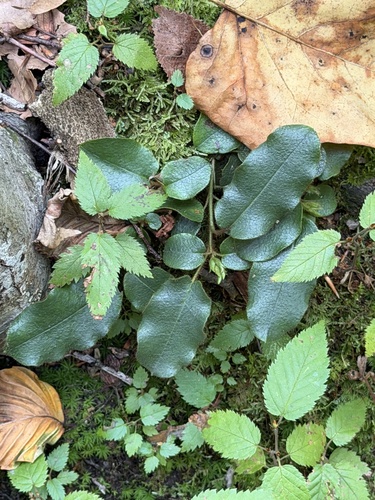 Epigaea repens, photograph 2