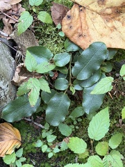 Epigaea repens, photograph (c) Sinéad Tuttle-Lerner, some rights reserved (CC BY)