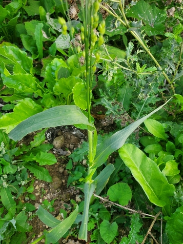 Panicum miliaceum, photograph 2