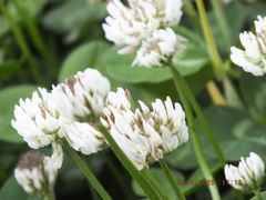 Draeculacephala constricta