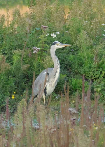 Grey Heron