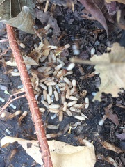 Camponotus