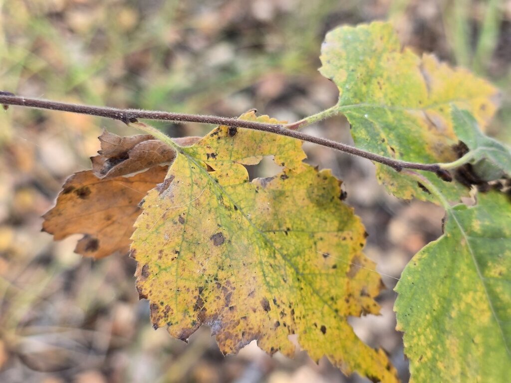 Betula pubescens; photograph (c) Сергей Голубев, some rights reserved (CC BY)