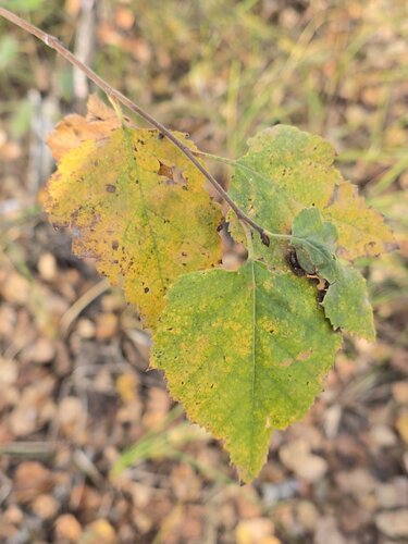Betula pubescens