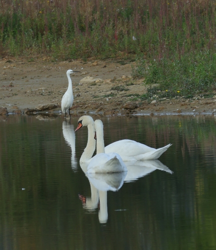 Mute Swan