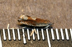 Ancylis uncella