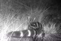 Genetta tigrina tigrina