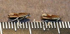 Ancylis uncella