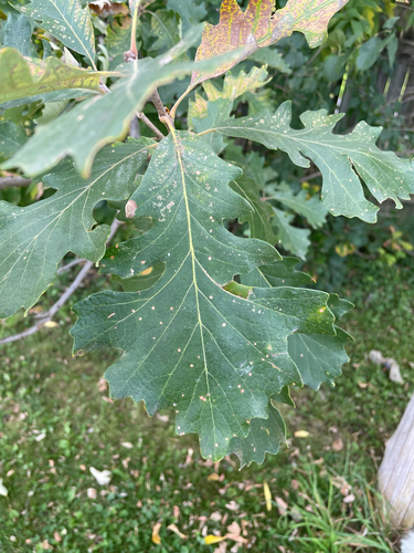 Quercus macrocarpa