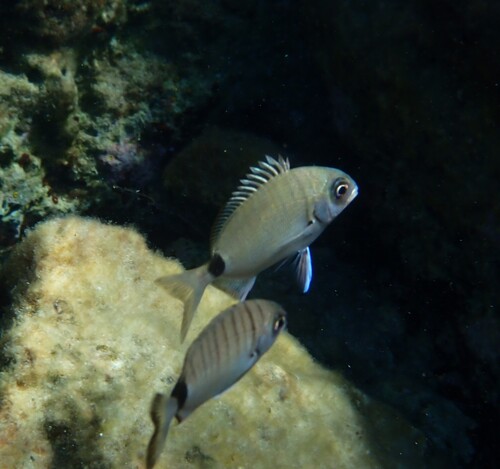 White Sea Bream