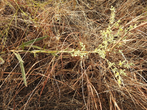 Eriogonum longifolium