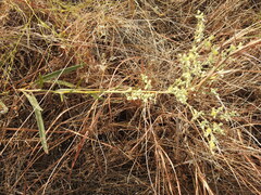 Eriogonum longifolium