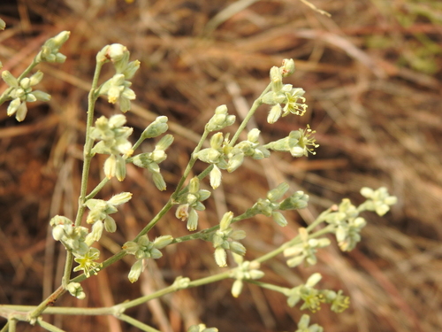 Eriogonum longifolium, photograph 1