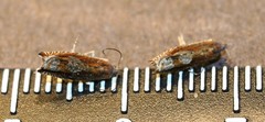 Ancylis uncella