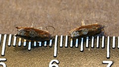 Ancylis uncella